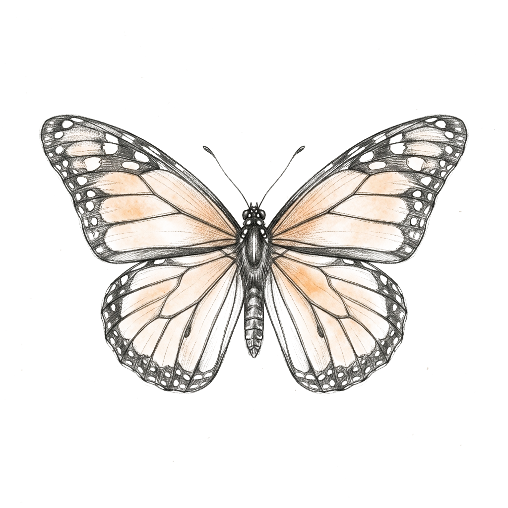A monarch butterfly, soft pencil sketch